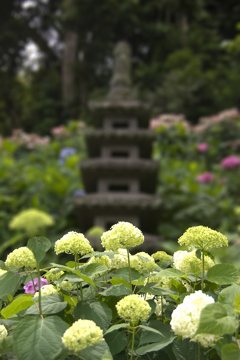 6月12日神奈川 鎌倉長谷寺にて2_f0125990_18163533.jpg