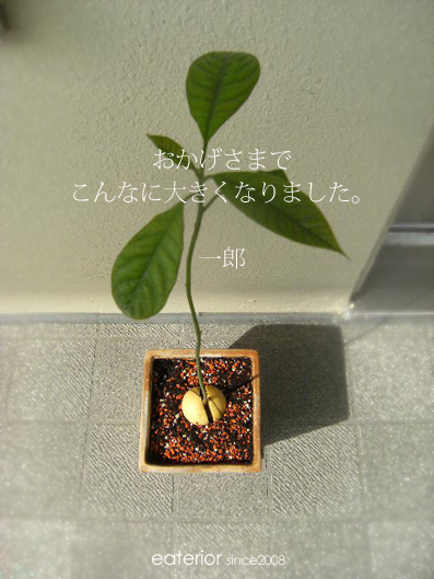 アボカド栽培日記 Vol 3 Eaterior