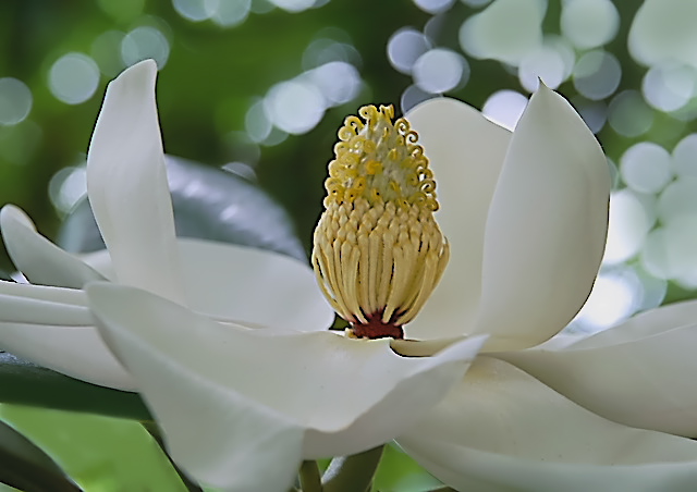 泰山木 タイサンボク 野草デジカメ日記