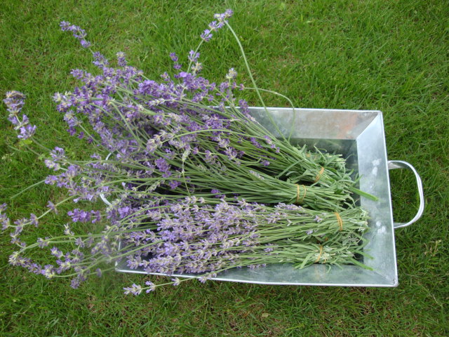 e0175905_214173.jpg