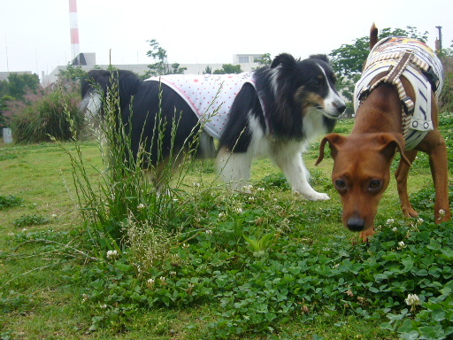 e0130008_20143051.jpg