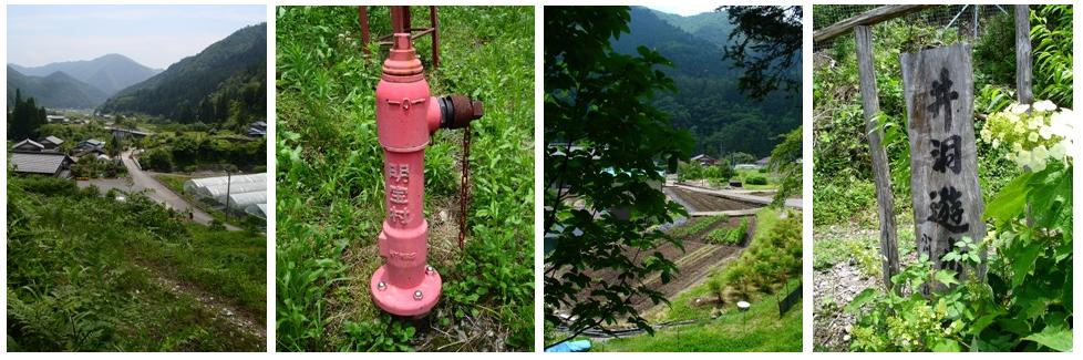 夏ミョウガの花　　　　朽木小川・気象台より_c0044819_6564751.jpg