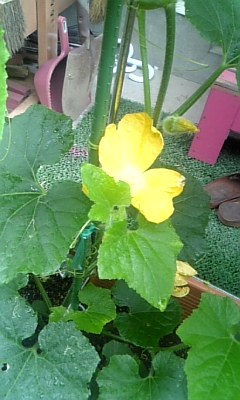 c0089719_1656364.jpg
