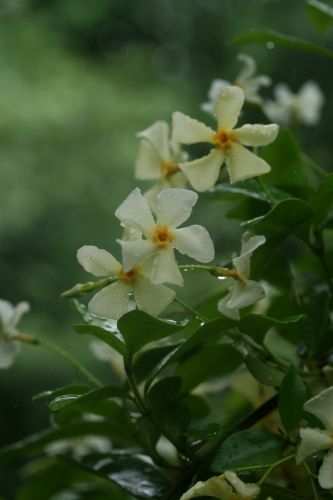 写真展の雨の日に植物園では２_a0040021_10472233.jpg