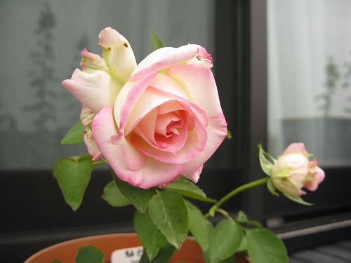 e0072023_2105635.jpg