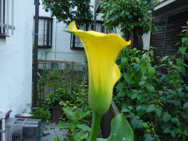 c0117525_19202669.jpg