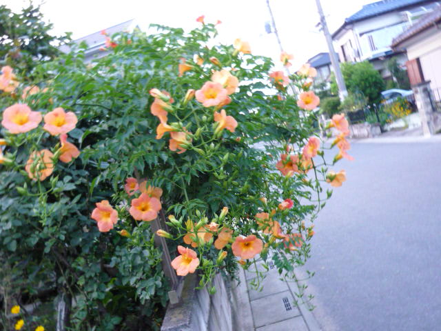 c0117525_19213728.jpg
