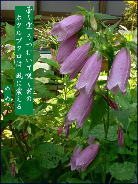 蛍袋 ホタルブクロ 志風つれづれ 蛍袋 ホタルブクロ 志風つれづれ