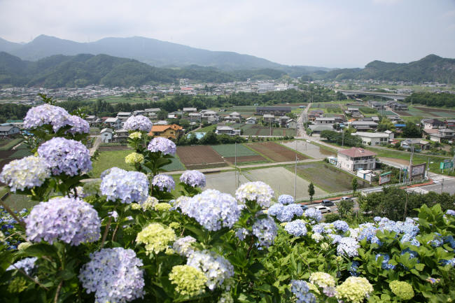 下仁田IC出口付近の紫陽花_f0017530_21445850.jpg