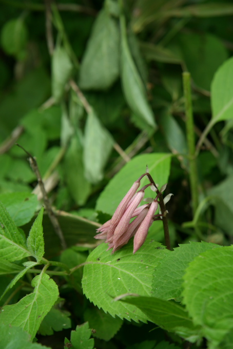 道の花たち_f0009433_23482616.jpg