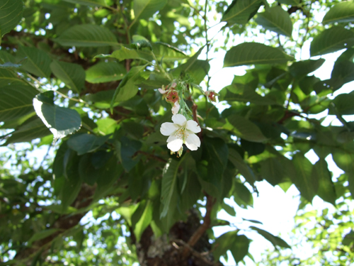 b0174451_12391569.jpg
