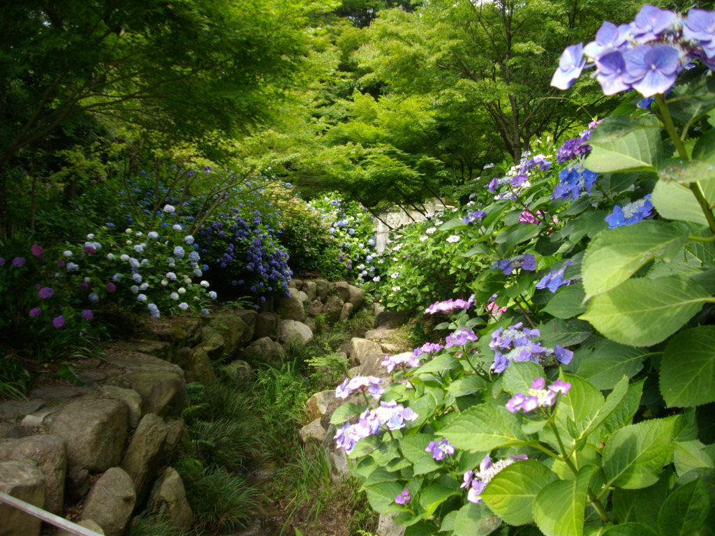 防府市の「阿弥陀寺の紫陽花が見頃」だというので・・・・・ _f0113862_191775.jpg