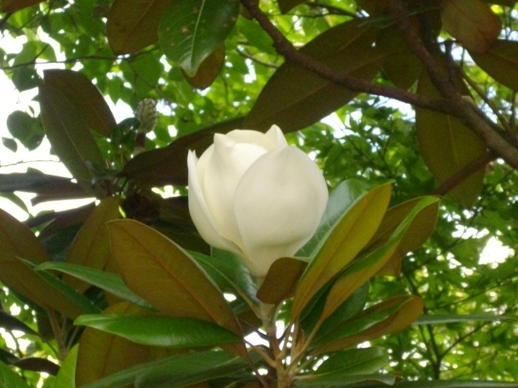 防府市の「阿弥陀寺の紫陽花が見頃」だというので・・・・・ _f0113862_198264.jpg