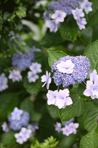 f0107364_9504342.gif