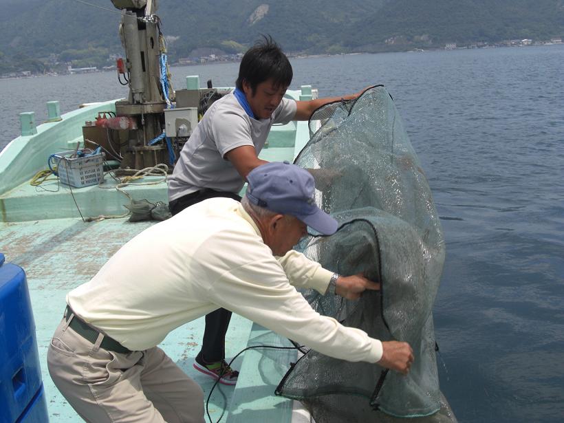 アマモの群生に稚魚の放流　ｂｙ三津口湾_e0175370_16541727.jpg