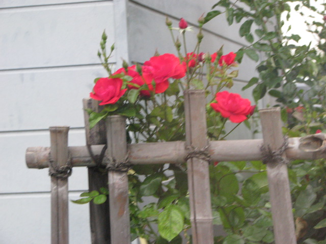 b0161073_23491678.jpg