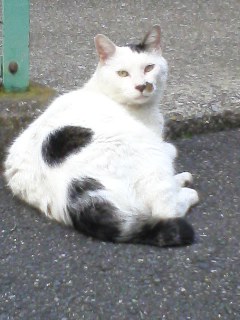 月島の、無口なねこ_f0091785_2071783.jpg