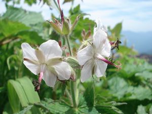 ６月２５日　磐梯山　沼の平付近の花々_a0096989_21394734.jpg