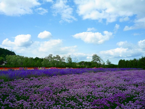 ６月中旬のお花畑・その１_e0148091_1941863.jpg