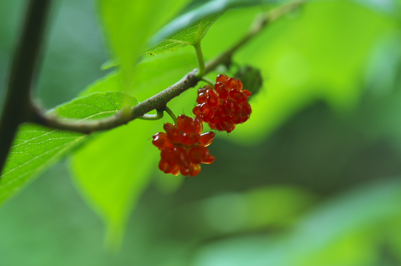 b0178292_20164518.jpg
