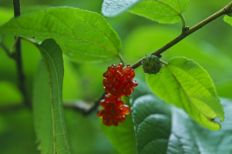 b0178292_20165655.jpg