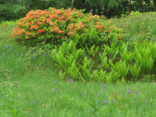 花情報_e0120896_6464311.jpg