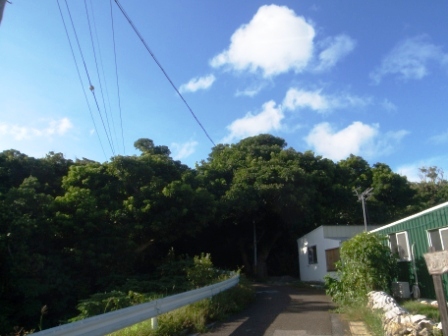 今日の鳩間島　6/24（水）　晴れ一時スコール_b0165698_19383342.jpg