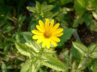 a0123003_12134475.jpg