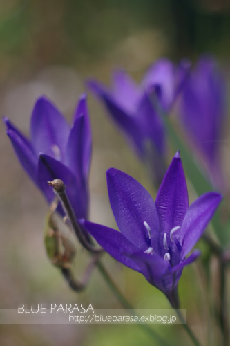 花言葉は 守護 Blue Parasa