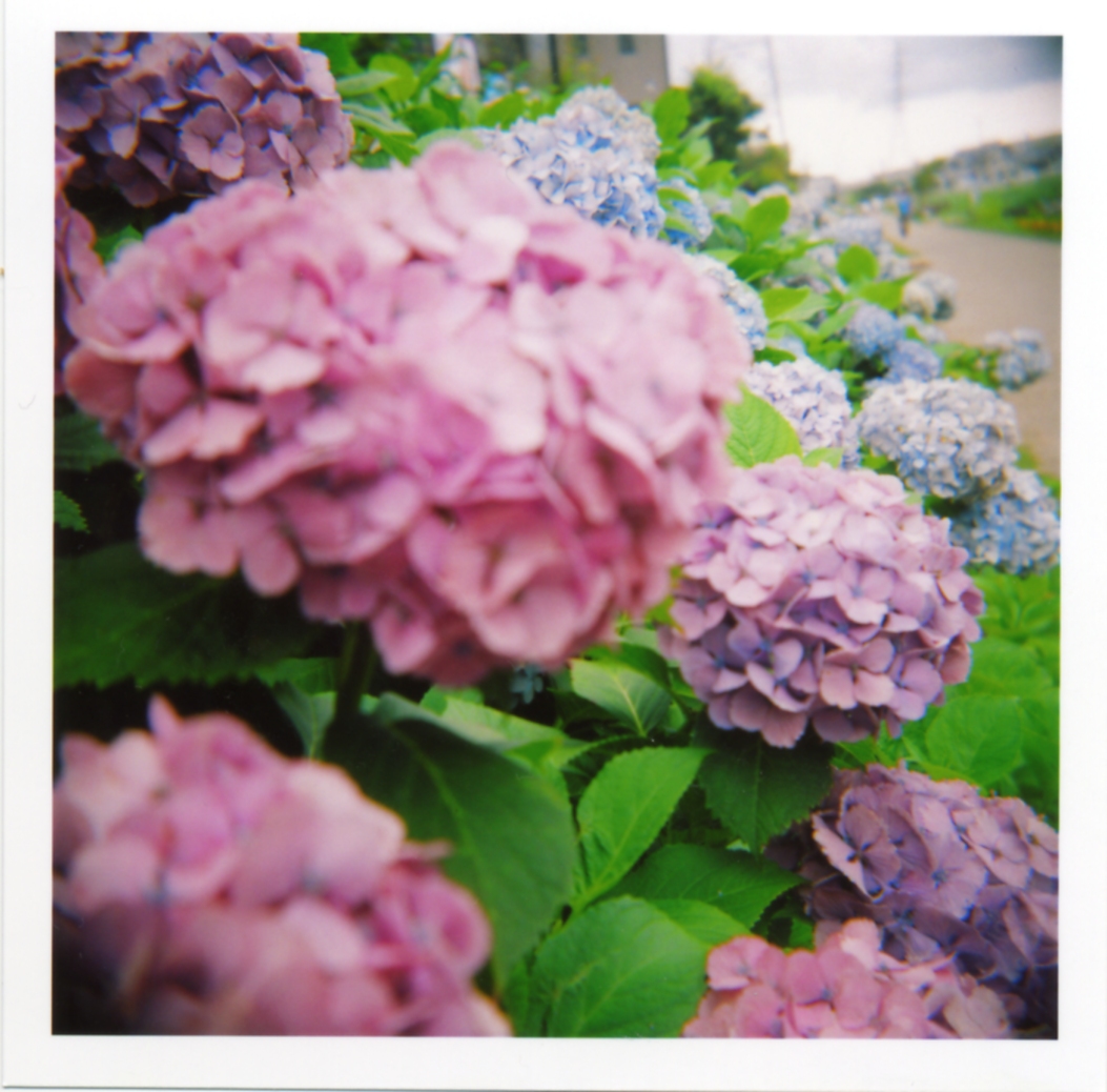 HOLGA! #紫陽花小路～其の壱 _a0000912_1435850.jpg