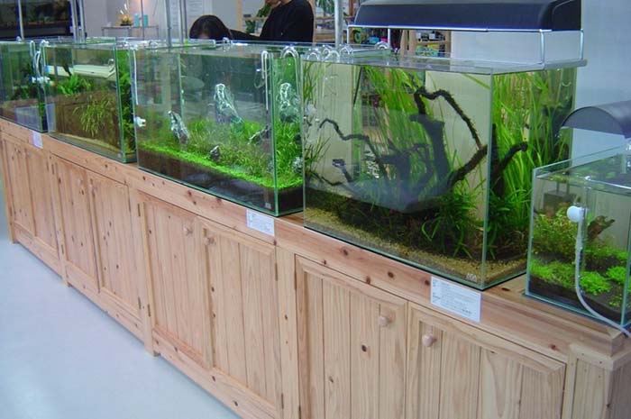 福岡の新星 AQUA GARDEN レポ 改訂版 : ネイチャーアクアリウム的生活