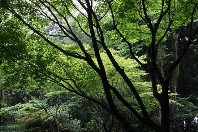 e0117318_15415780.jpg