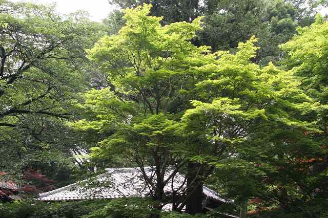 e0117318_15514556.jpg