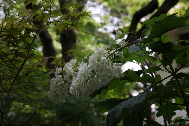 e0117318_15551380.jpg