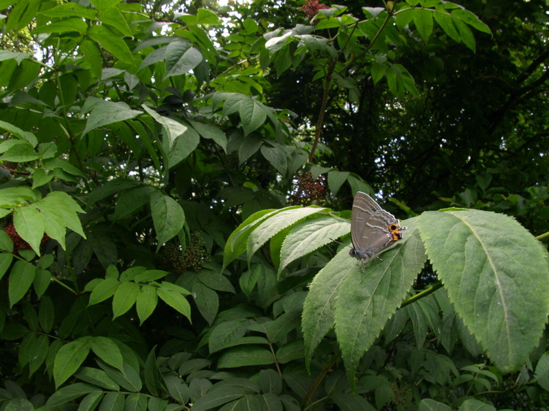 20090621  みちのくにて：メスアカミドリと天牛（岩手県）_d0090322_18225673.jpg