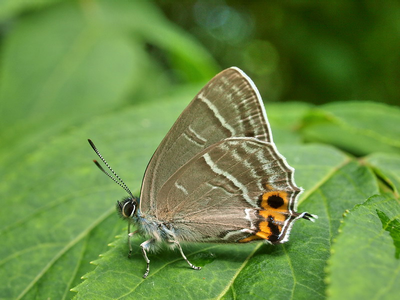 20090621  みちのくにて：メスアカミドリと天牛（岩手県）_d0090322_18231197.jpg