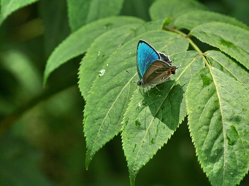 20090621  みちのくにて：メスアカミドリと天牛（岩手県）_d0090322_18243486.jpg