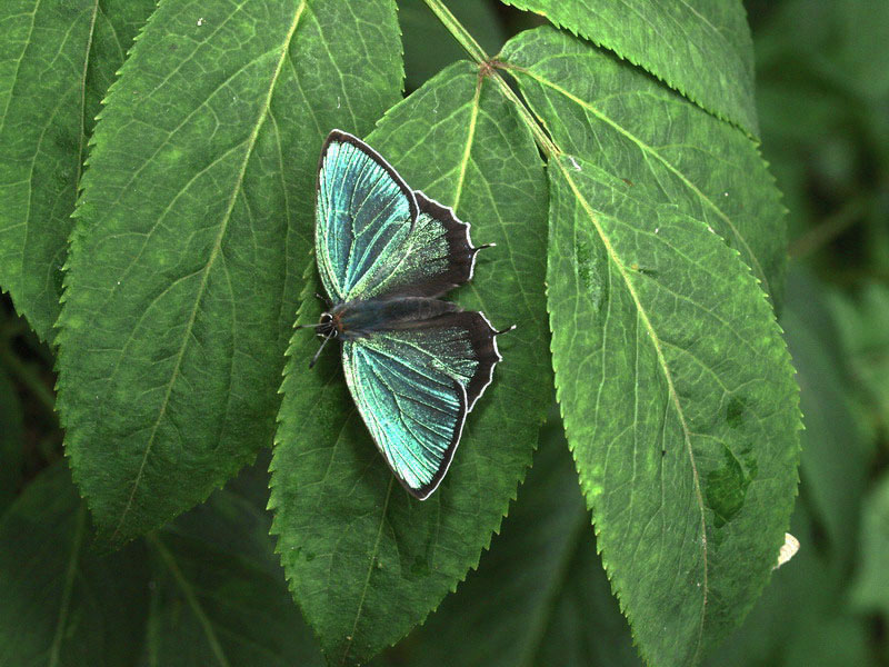 20090621  みちのくにて：メスアカミドリと天牛（岩手県）_d0090322_1825534.jpg