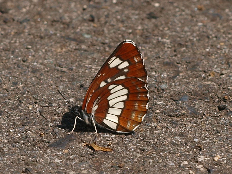 20090621  みちのくにて：メスアカミドリと天牛（岩手県）_d0090322_18261831.jpg