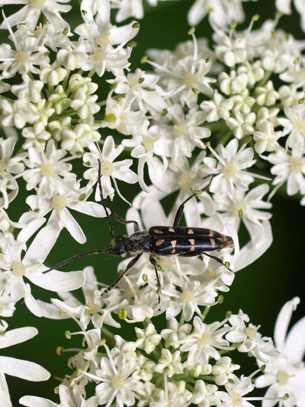 20090621  みちのくにて：メスアカミドリと天牛（岩手県）_d0090322_18263227.jpg