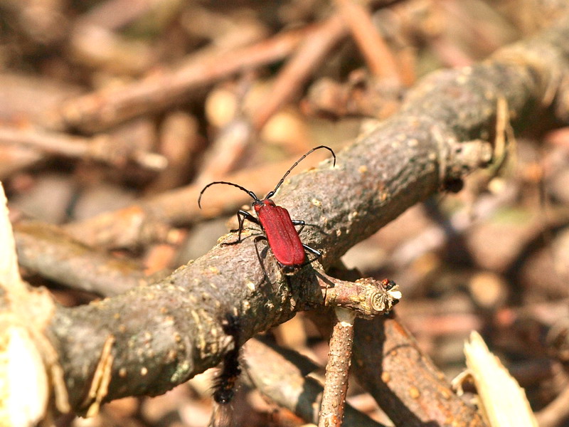 20090621  みちのくにて：メスアカミドリと天牛（岩手県）_d0090322_18272213.jpg