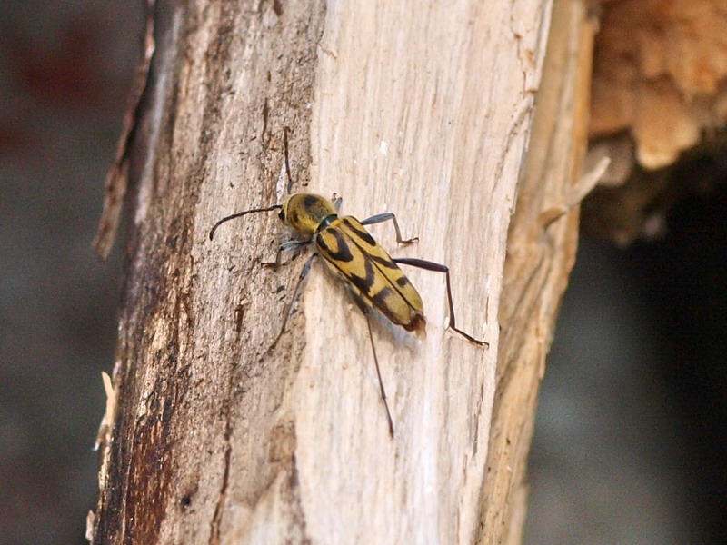 20090621  みちのくにて：メスアカミドリと天牛（岩手県）_d0090322_182774.jpg