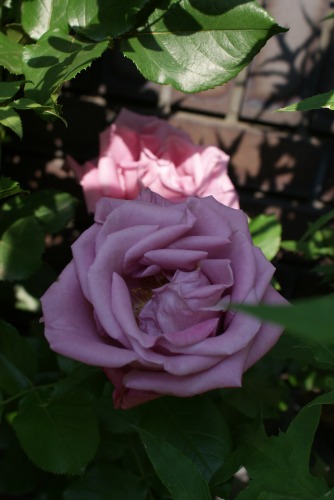 f0170524_1501836.jpg