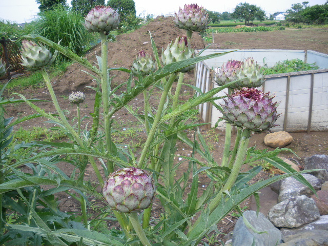 西洋アザミの花 おやさいママのつれづれ日記