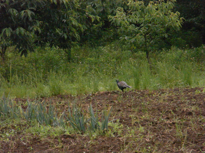 雉子Japanese Pheasantとの出会い_f0206939_22544456.jpg