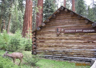 ヨセミテ-Mariposa Grove _c0164041_15581191.jpg