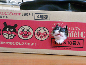 ネコにゃ、ありがとう_c0191542_10332060.jpg