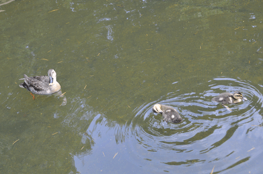 c0093046_652522.gif