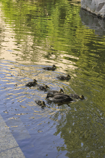 c0093046_653137.gif
