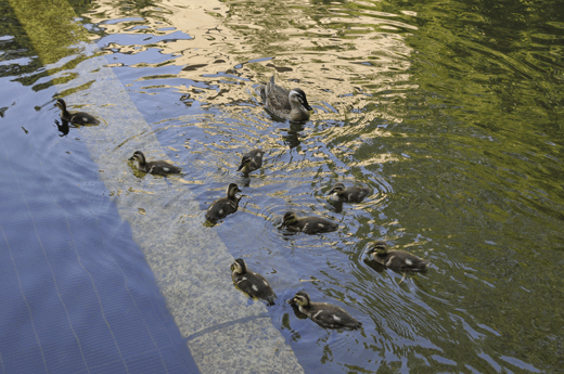 c0093046_6533295.gif